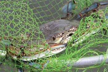 Some daytime scapping at the Shinnecock Locks produced this big male blue claw.