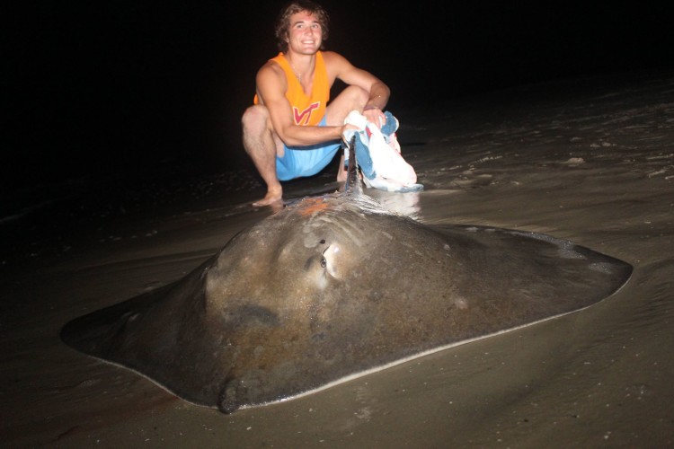 roughtail stingray