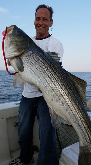 A cow striped bass trolled up on The Otter.