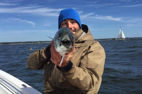 Reader Report – LI Sound Albies