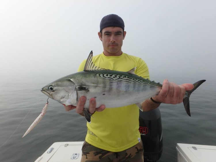 Albie snax are a great option for targeting speedsters throughout the Northeast.