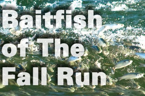 Baitfish of The Fall Run