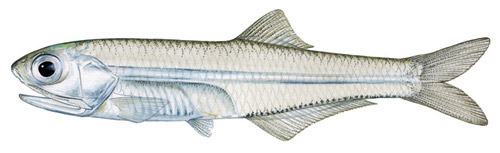 Bay Anchovie