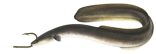 eel