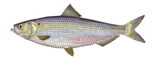 Juvenile Herring