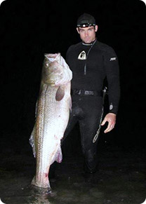 Will Sirotnak wears a wetsuit to reach shallow bolderfields where stripers feed at night.