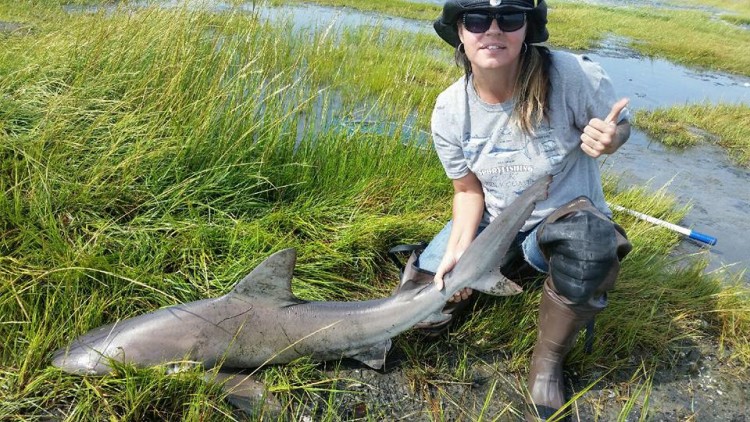 Som fishermen have been catching brown sharks in the back bays. Photo Courtesy of Absecon Bay Sportsman. 