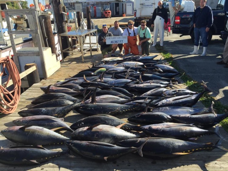 The Mimi V loaded up on yellowfin on a recent trip to the edge. 