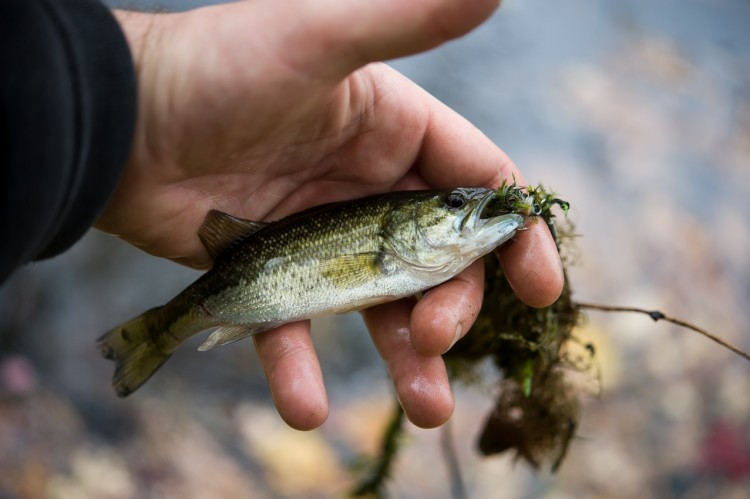 The nearby pond was full of small, aggressive largemouth bass. 