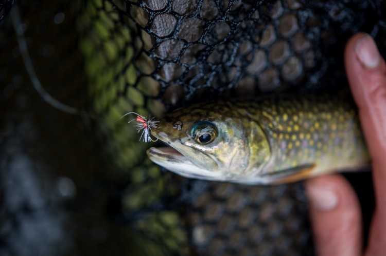 2015_10_Gilbert_Trout_0021