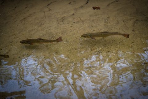 Camping at Chiltonville