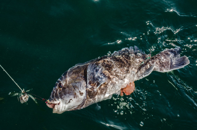 female tautog snafu rig