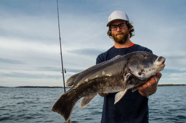 Newport, RI tautog