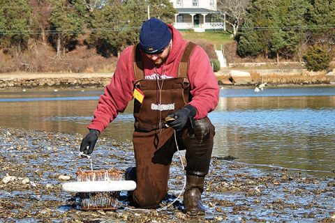 Gardens Under The Sea