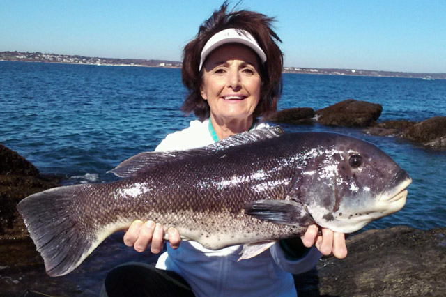 Fisherwomen Linda Verhulst caught this 26" 9.25 pounds tautog on Monday October 12, 2015 in Jamestown from the rocks.