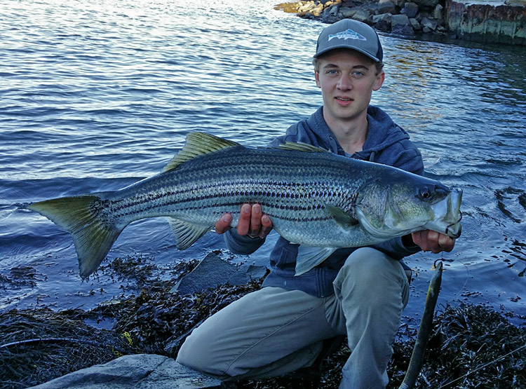 Calvin Hansen, 16, of mystic Conecticut, caught this nice striped bass Saturday evening in a local cove on a dead eel.