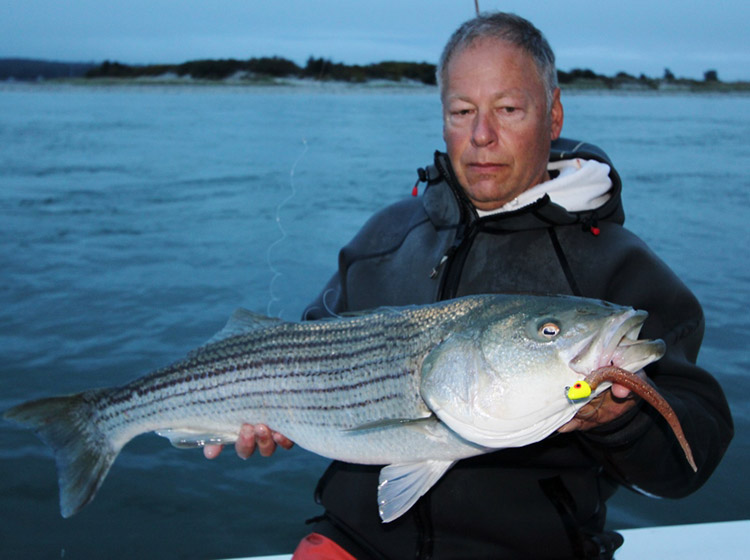 Captain Jason Colby with a nice striper he boated Tuesday morning in Westport.