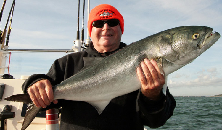 Big blues are calling Boston Harbor home.