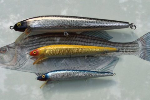 Phenomenal Striper Catcher &ndash; The Magical Heddon Hellcat!