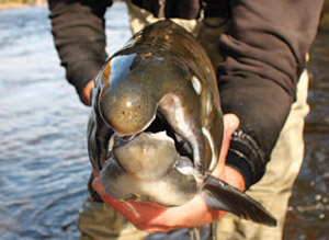 The hooked nose of a male coho salmon.