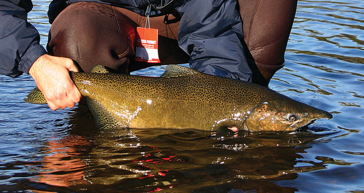 King salmon are the primary draw for anglers heading to the Salmon River in October.