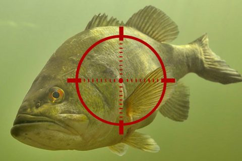 Target: Late Season Largemouth