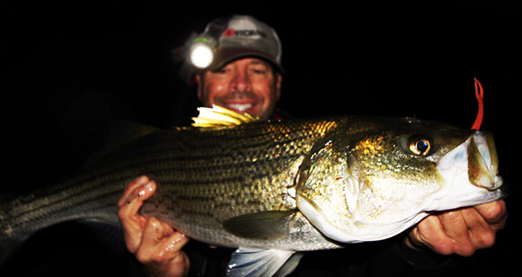 Recent rains have brought bass into rivers for herring fry.