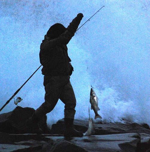 An onshore wind and rough seas bring bass and sand eels right into the surf.