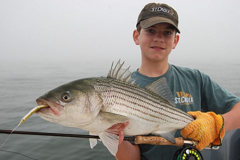 Stripers’ Favorite Fall Run Fare