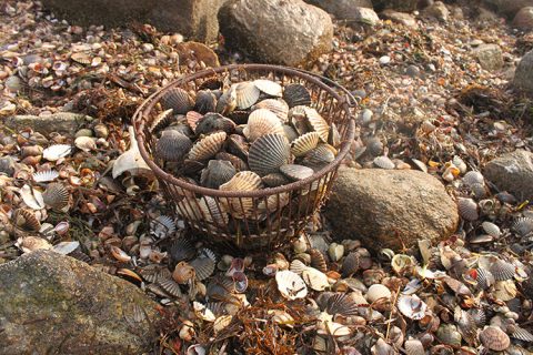 Simple And Sensational Saut&eacute;ed Scallops