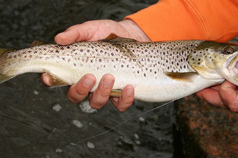 Sea-run trout generally display far less color than their freshwater relatives.