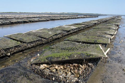 Mesh bags containing smaller seed oysters