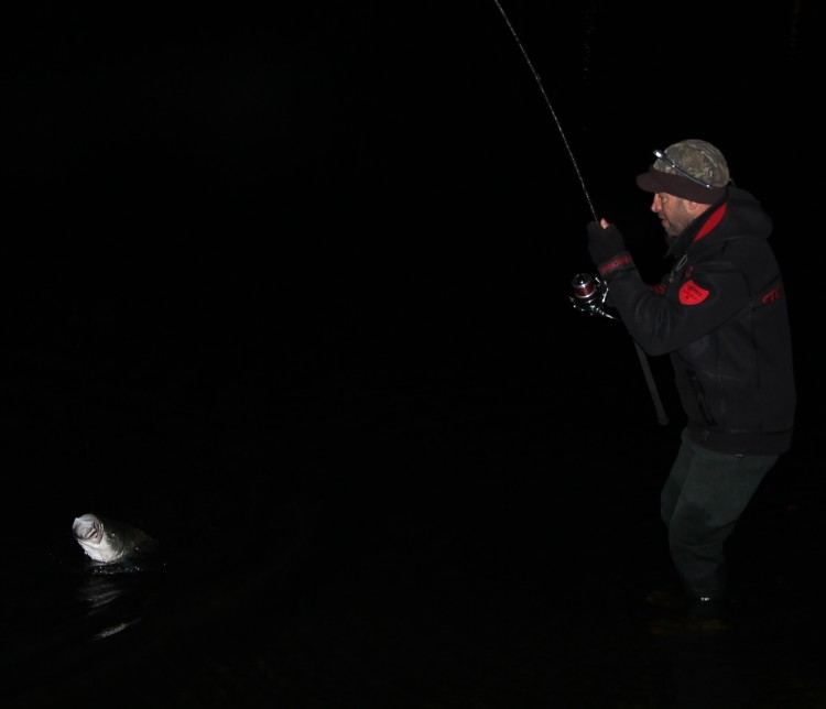 The author with an 18½-pound December holdover striped bass he landed on Shimano’s Long Cast Surf System in Boston Harbor.