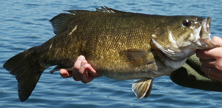 smallmouth