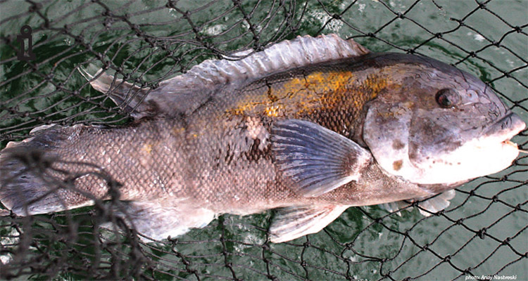 For most other anglers, expecting to catch a blackfish weighing over 10 pounds would be considered high hopes.