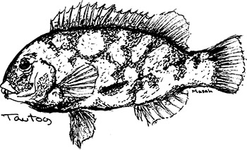Tautog sketch