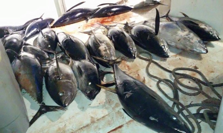 The Gambler returned from some Canyon trips this week with a near boat limit of yellowfin tuna.