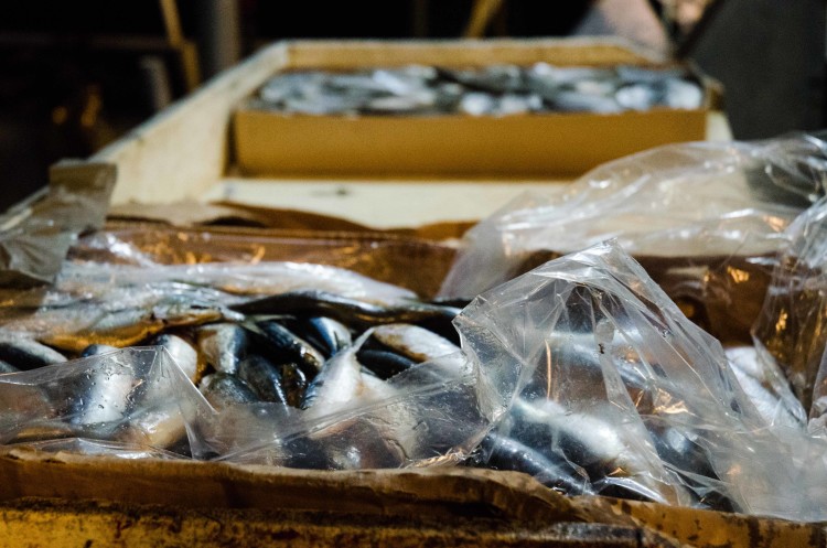 butterfish tuna bait sardines canyons