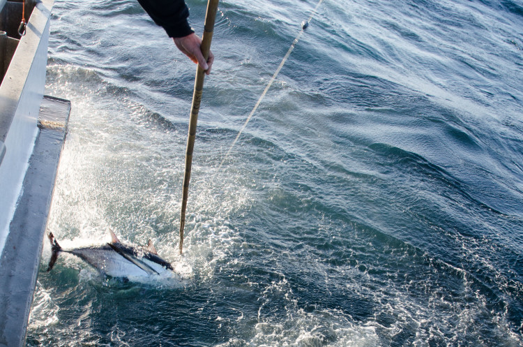 The "3- to 5-foot" seas were substantially bigger than the forecast has predicted, but the tuna bit anyhow. 