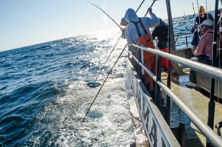 A longfin albacore hits the gaff. The morning bite was good with longfin hitting both jigs and chunks, but it had slowed down by the early afternoon. 