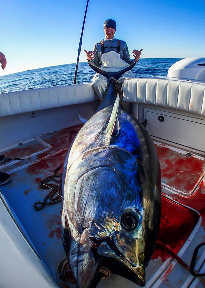 Cape Cod Bluefin Tuna