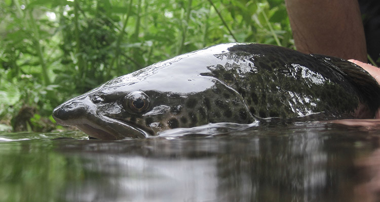 Dreaming of the “big one”…