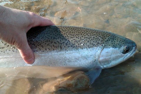 Steelhead Techniques For Lake Erie Tributaries