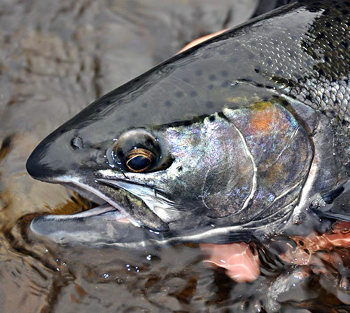 Fresh-from-the-lake steelhead are a beautiful steely gray