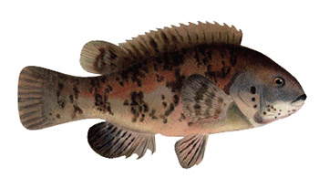 tautog