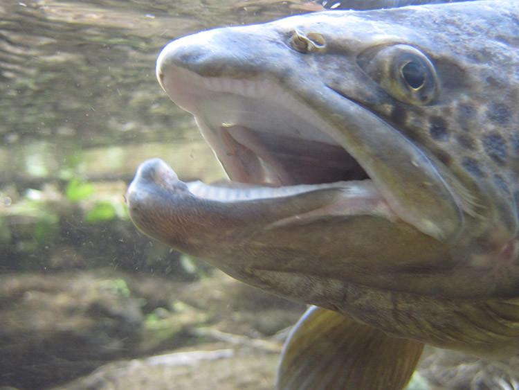 PA trout closeup