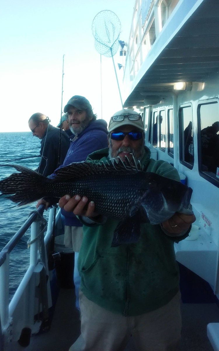 Some large sea bass are being caught aboard the Norma K III for anglers patient enough to fish through the bergalls. 