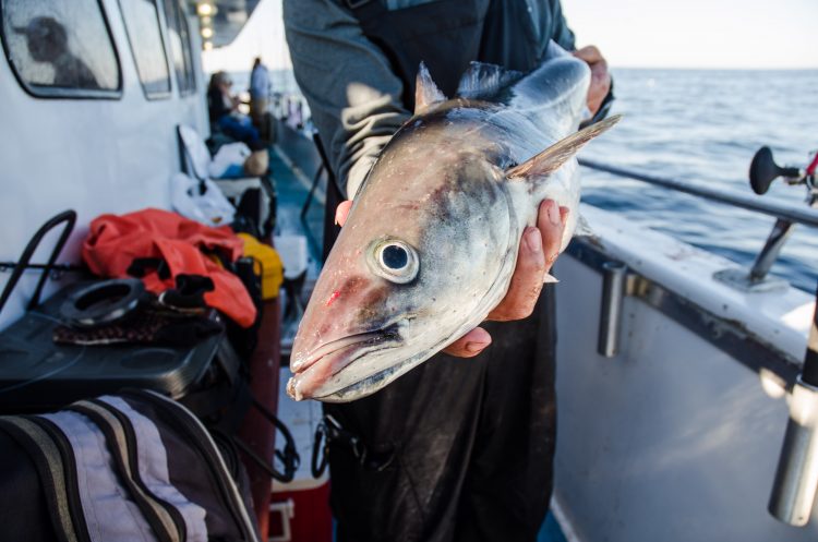 pollock fishing groundfish New Hampshire 