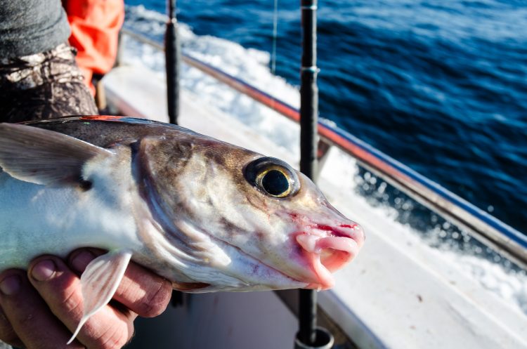 haddock fishing New Hampshire keeper