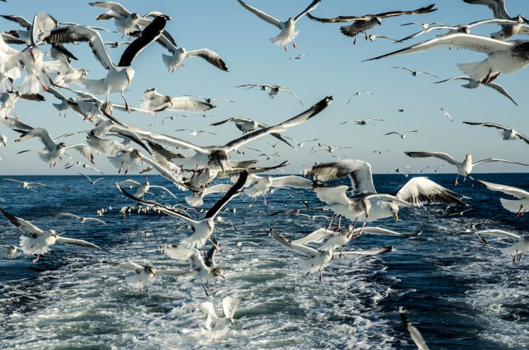 You know its been a good trip when this is the scene off the back of the boat. Seagulls fight for scraps as the mates clean the day's catch. 